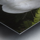 Egret in the Everglades Metal print