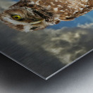 Pygmy Owl Impression metal