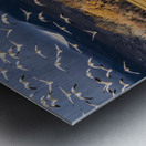 Migration of the birds Impression metal