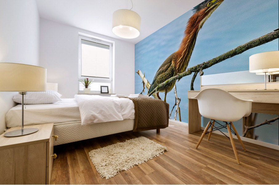 Green heron bristling Mural print