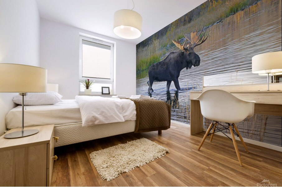 Bull moose in Wyoming Mural print