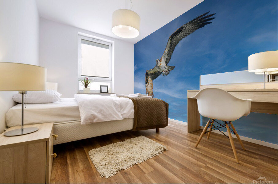 Osprey in flight Impression murale