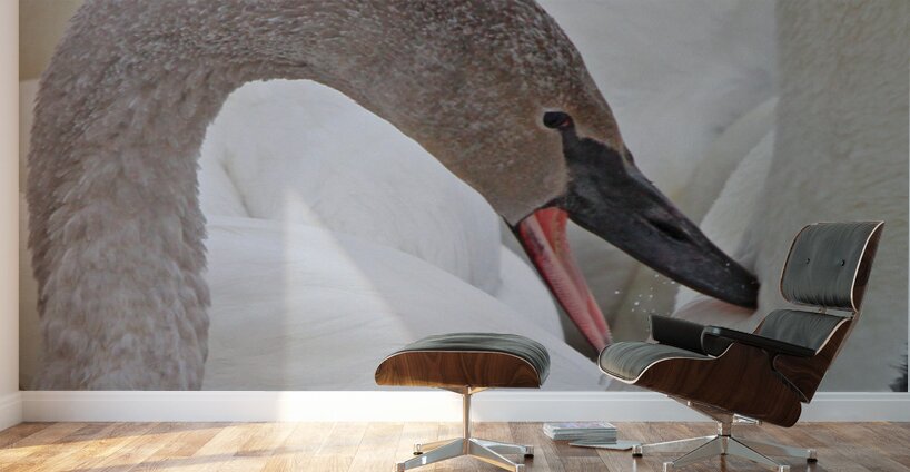 Pecking Trumpets Wall Murals