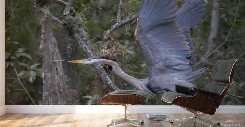 Everglades heron Wall Murals