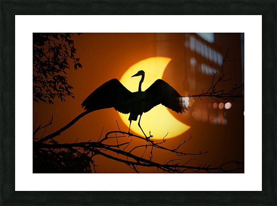 Egret Eclipse  Framed Print Print