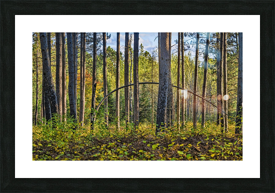 Stand of Trees Picture Frame print