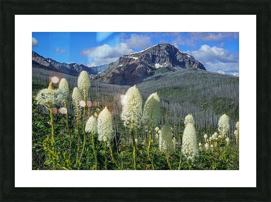 Bear Grass Fields Frame print