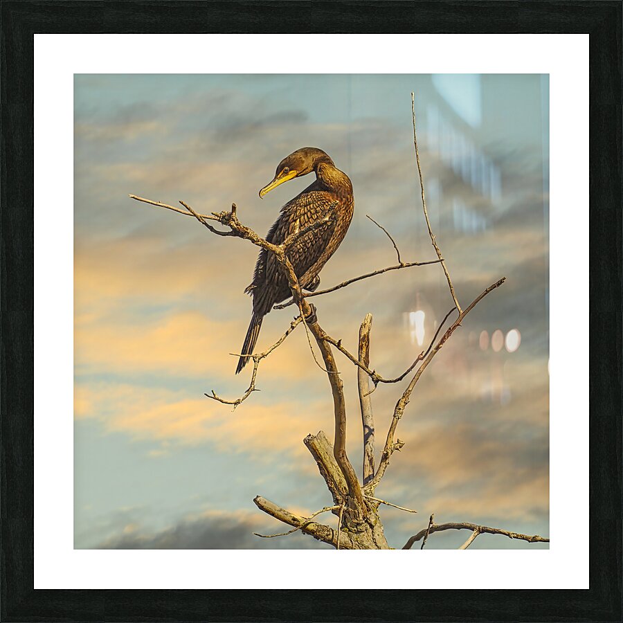 Cormorant at Dusk Picture Frame print