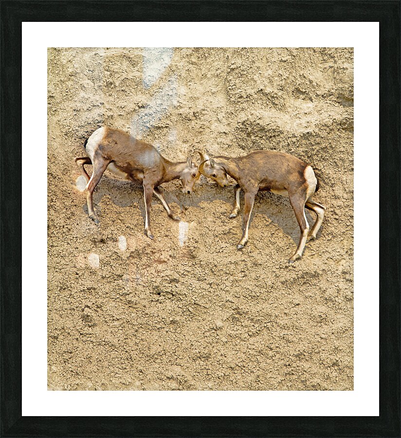 Jousting Big Horn Sheep Picture Frame print