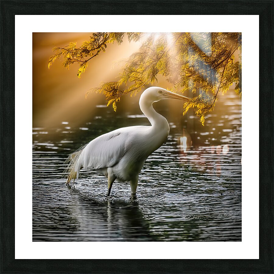Egret on the hunt Picture Frame print