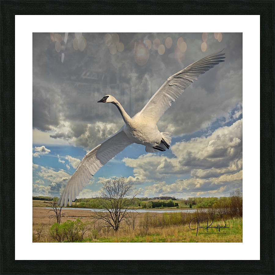 Swan on the Wing  Framed Print Print
