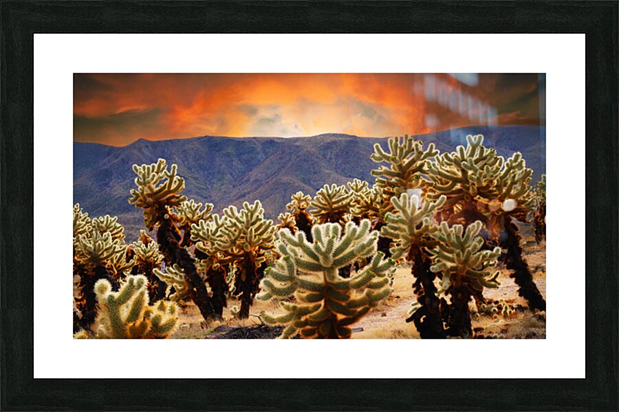 Prickly teddybear cholla Impression et Cadre photo