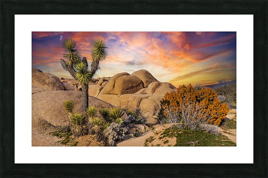 Joshua tree landscape Impression et Cadre photo