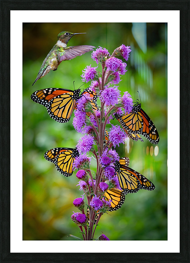 Sweet Nectar Picture Frame print