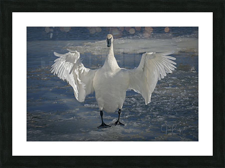 Embracing Swan Picture Frame print
