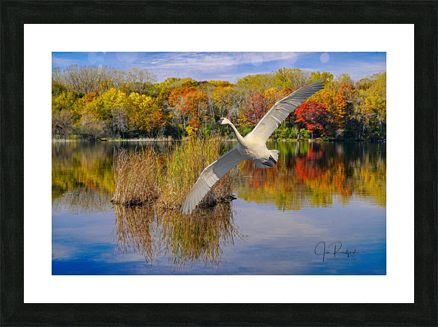 Landing Swan Frame print