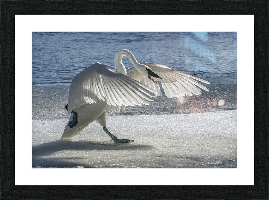 Swan on Guard Picture Frame print