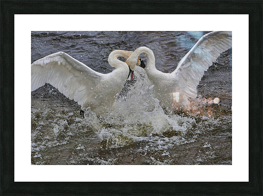 Battling Swans Frame print