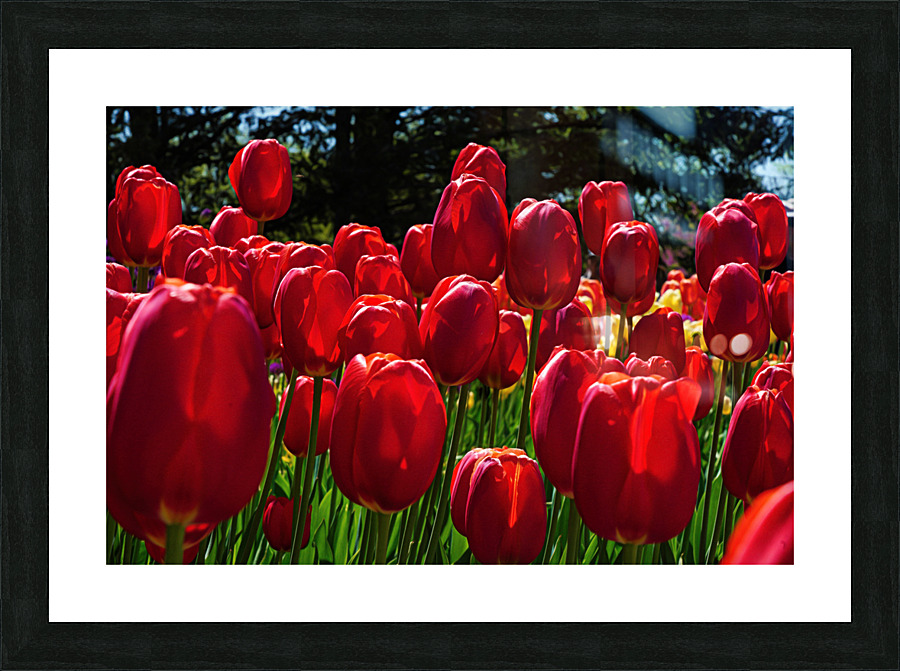 Red tulip parade  Picture Frame print