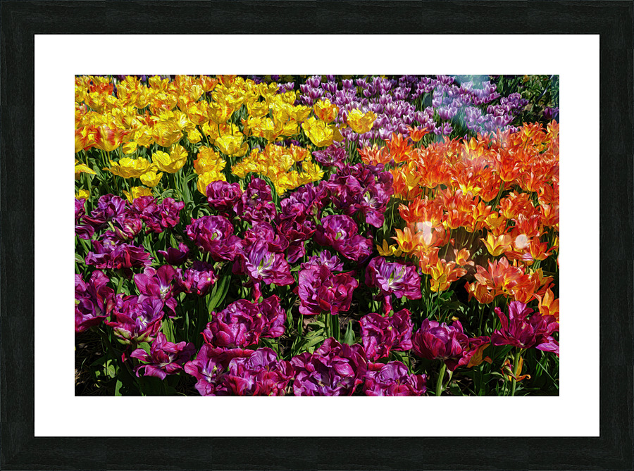 Red Tulip Mix  Framed Print Print