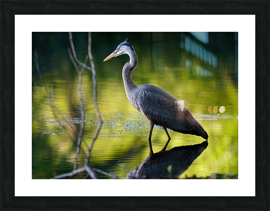 Heron on the Hunt Picture Frame print