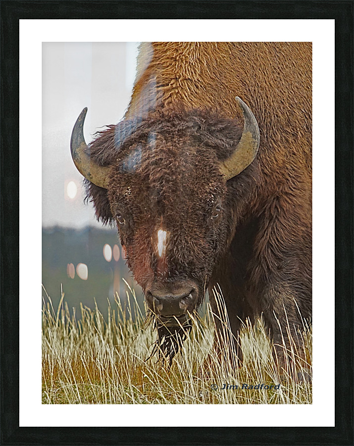 Bull bison  Impression encadrée