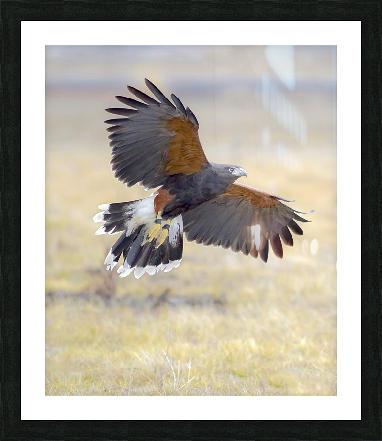 Harris hawk on the wing Picture Frame print