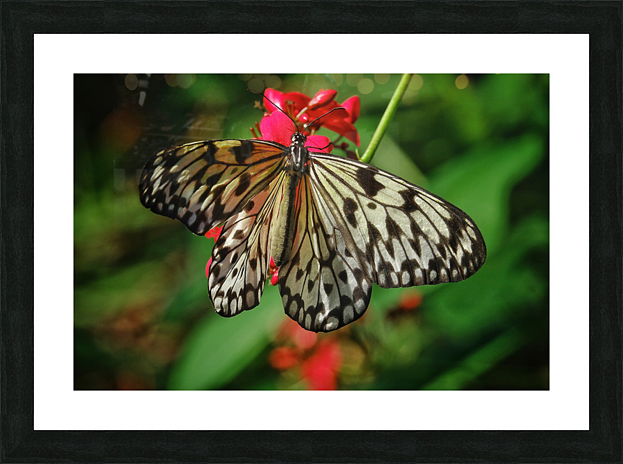Paper kite butterfly  Framed Print Print