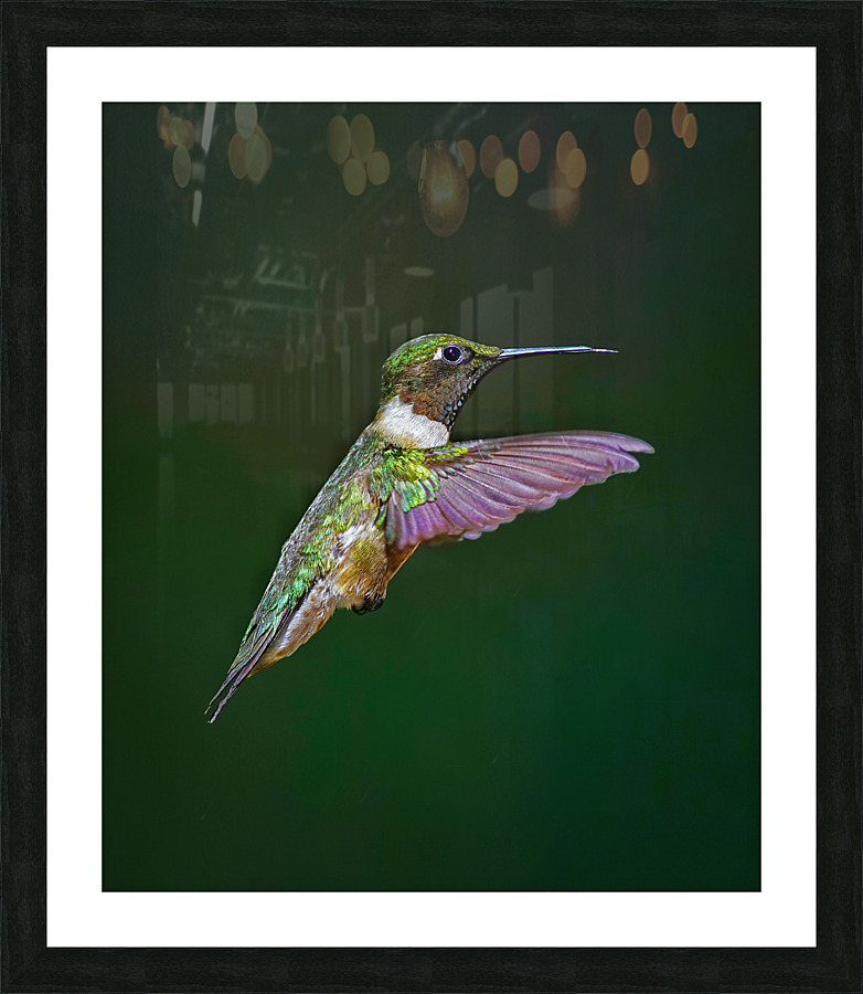 Ruby-throated hummingbird  Impression encadrée