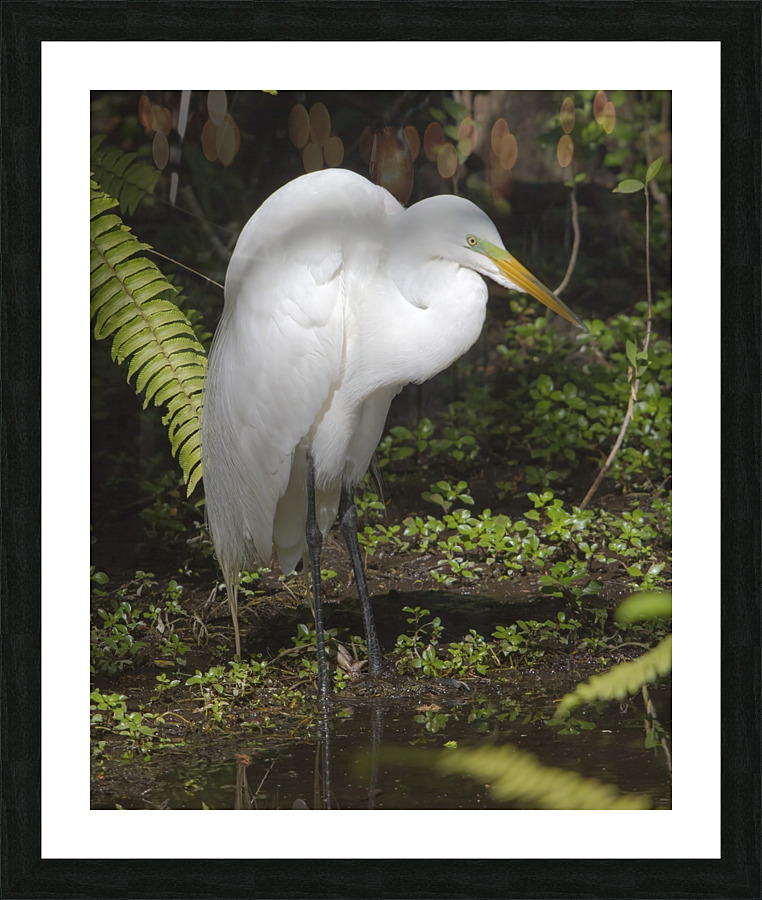 Egret in the Everglades  Framed Print Print