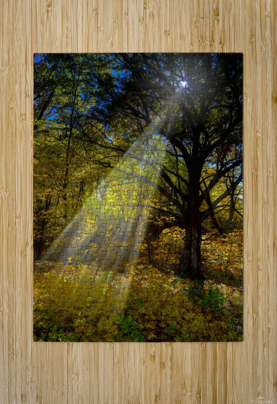 Forest Beams   HD Metal print with Floating Frame on Back
