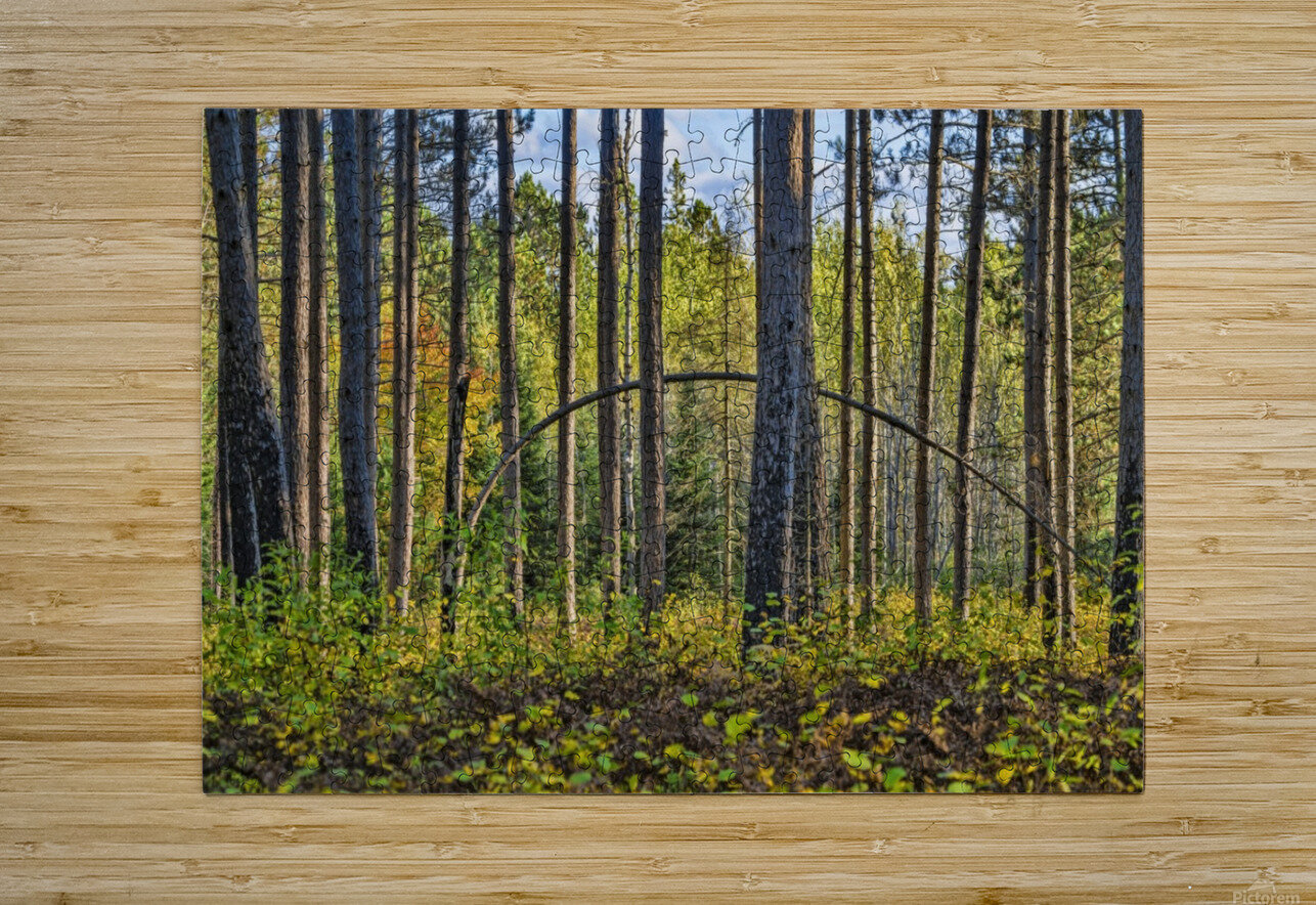 Stand of Trees  HD Metal print with Floating Frame on Back