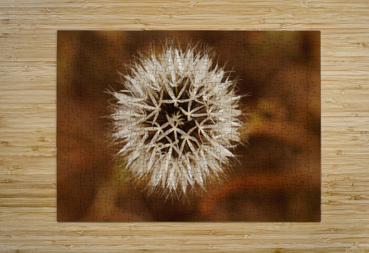 Silver Puff  HD Metal print with Floating Frame on Back