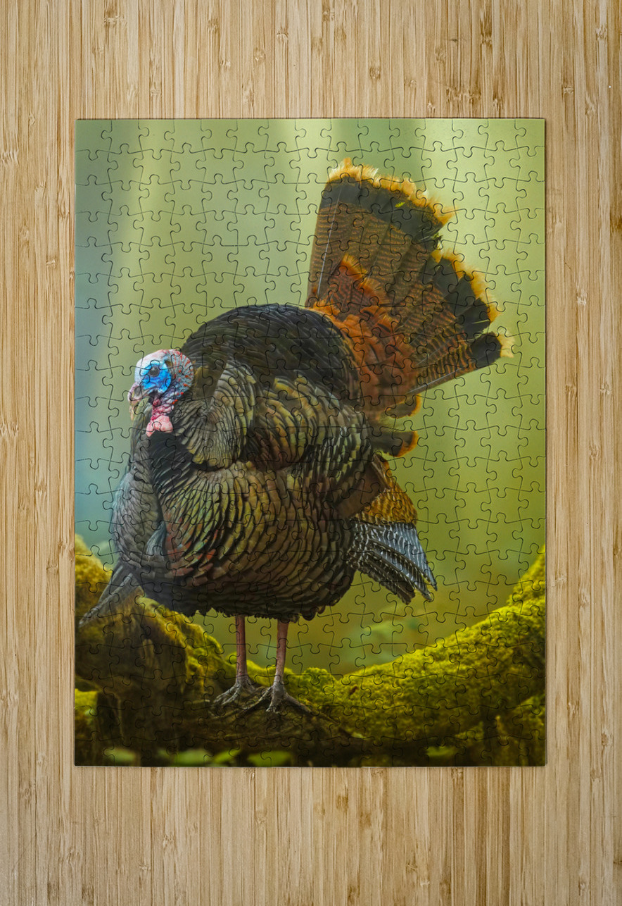 Turkey Gobbler Jim Radford Puzzle printing