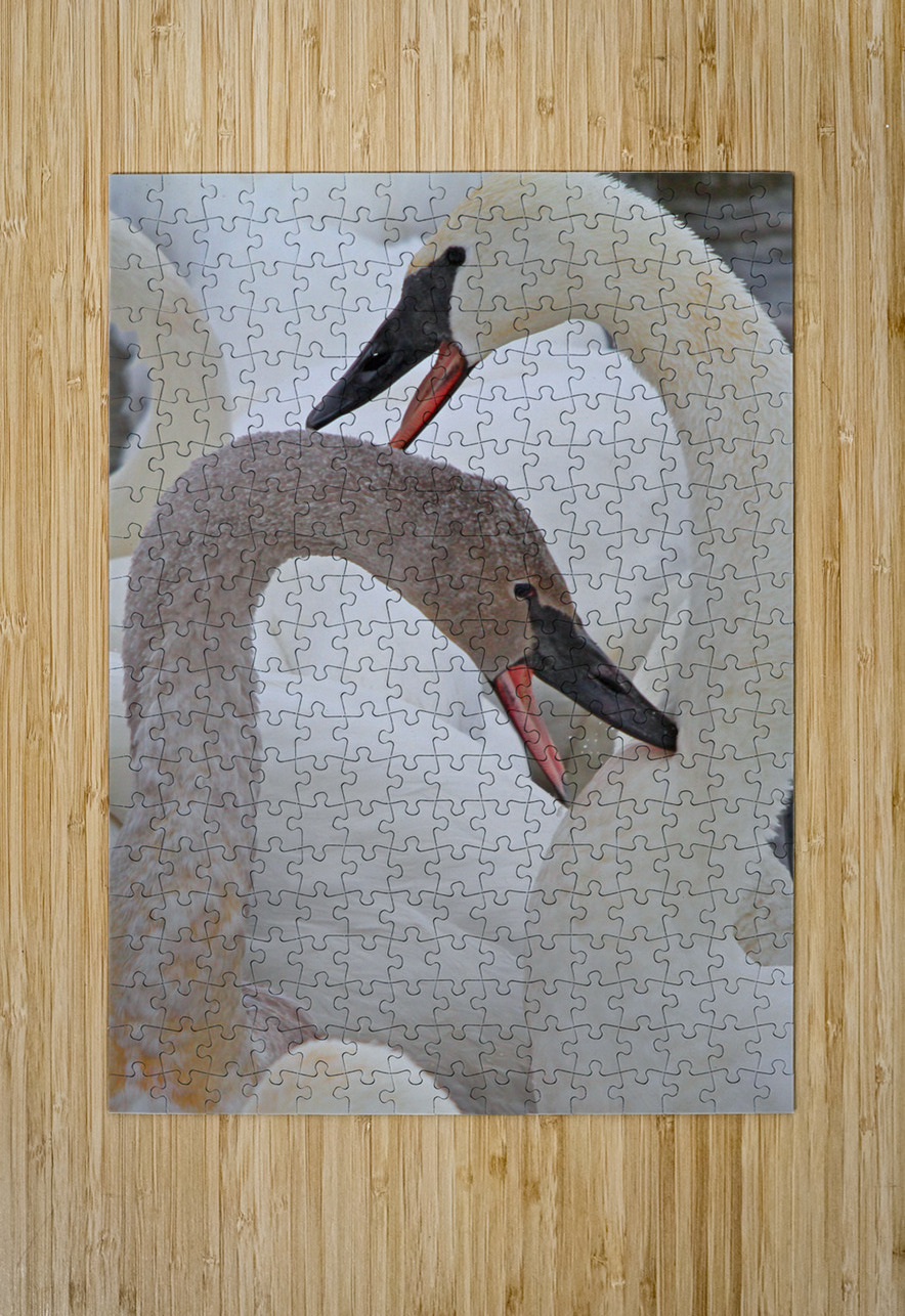 Pecking Trumpets Jim Radford Puzzle printing