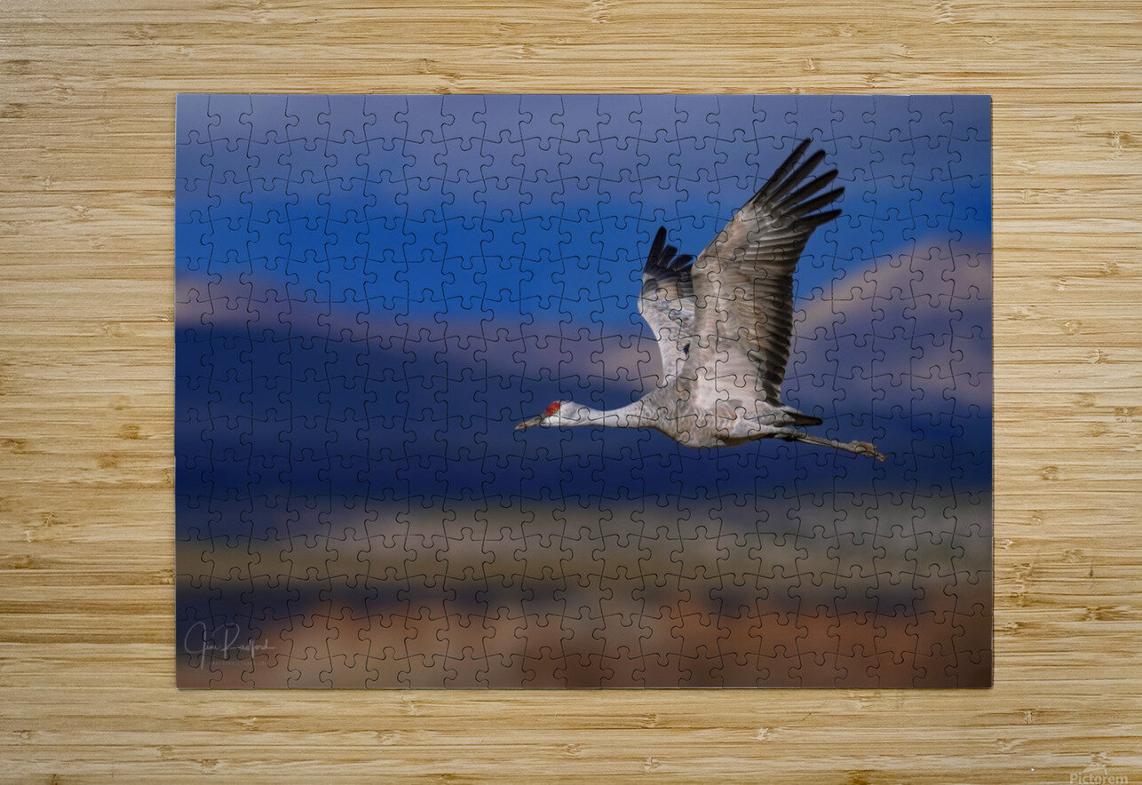 Crane over the Bosque  HD Metal print with Floating Frame on Back