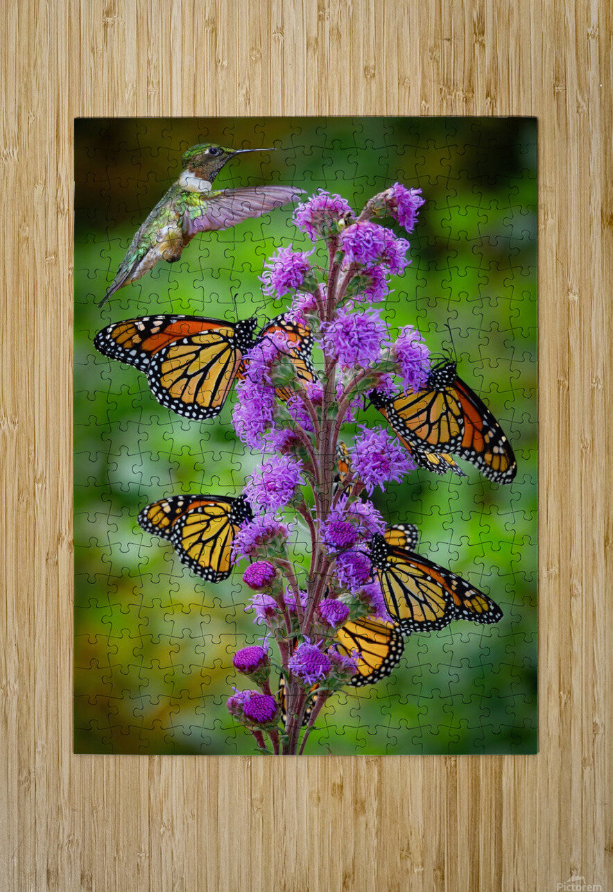 Sweet Nectar  HD Metal print with Floating Frame on Back