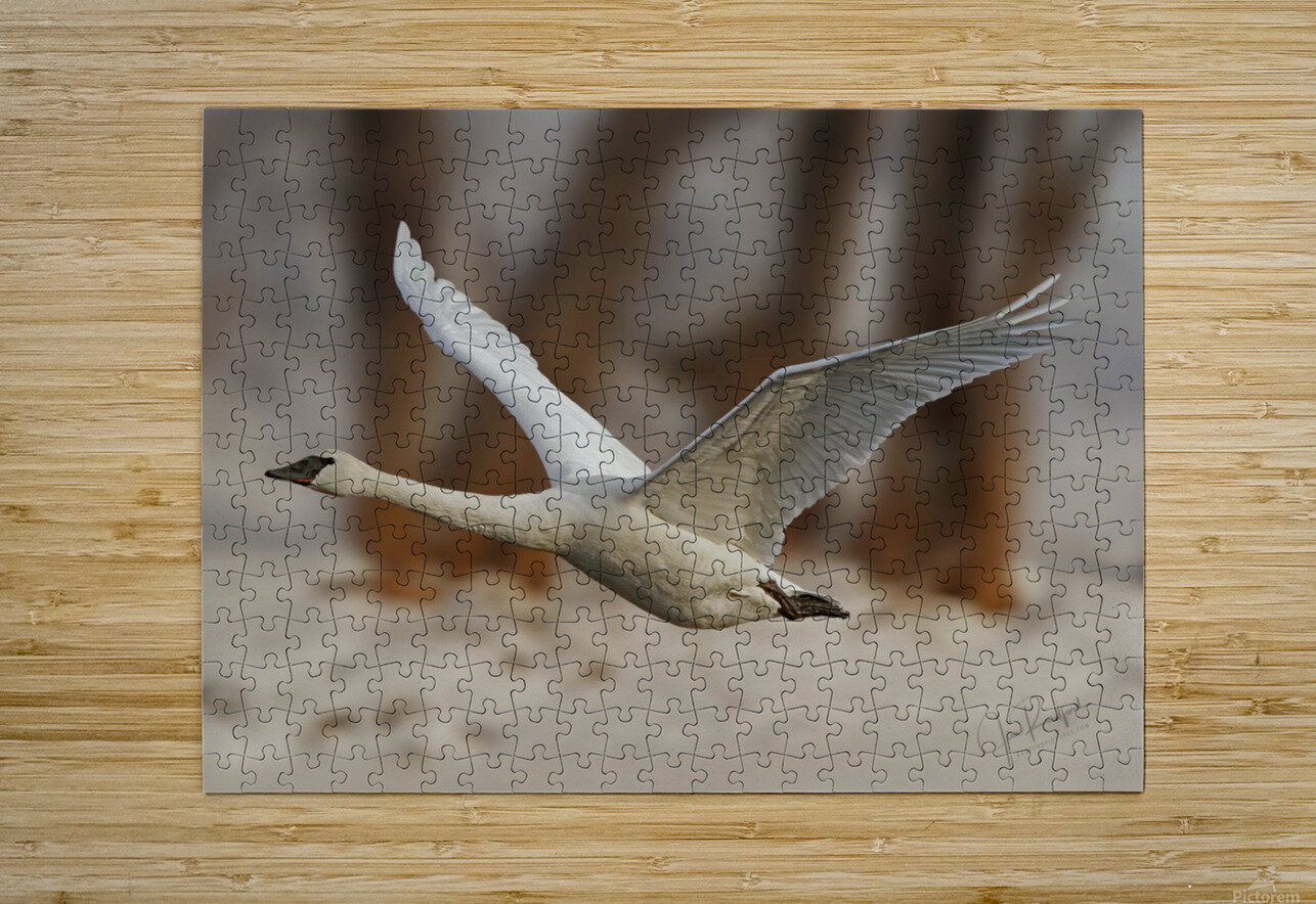 Trumpeter Liftoff  HD Metal print with Floating Frame on Back