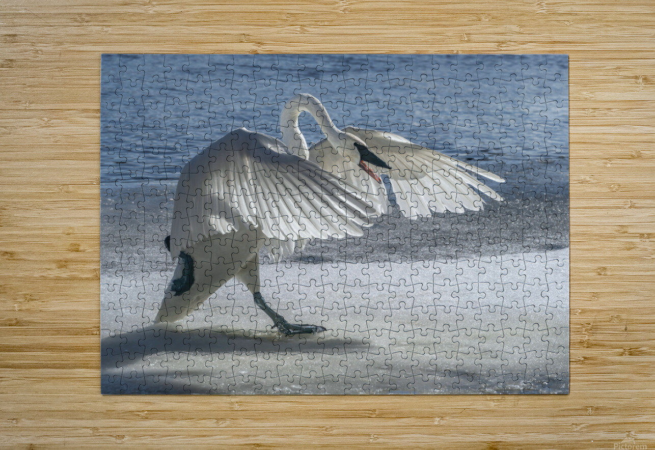 Swan on Guard  HD Metal print with Floating Frame on Back