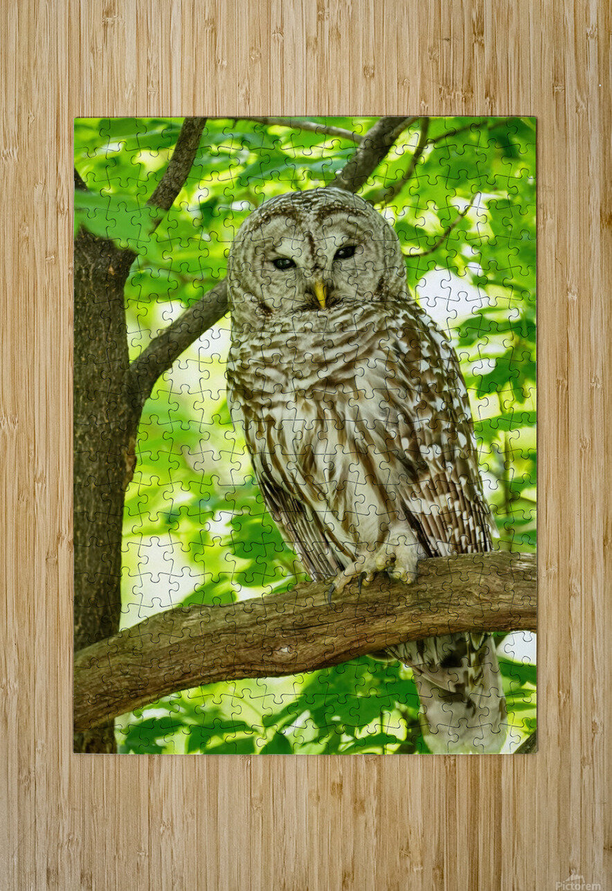 Barred Owl   HD Metal print with Floating Frame on Back