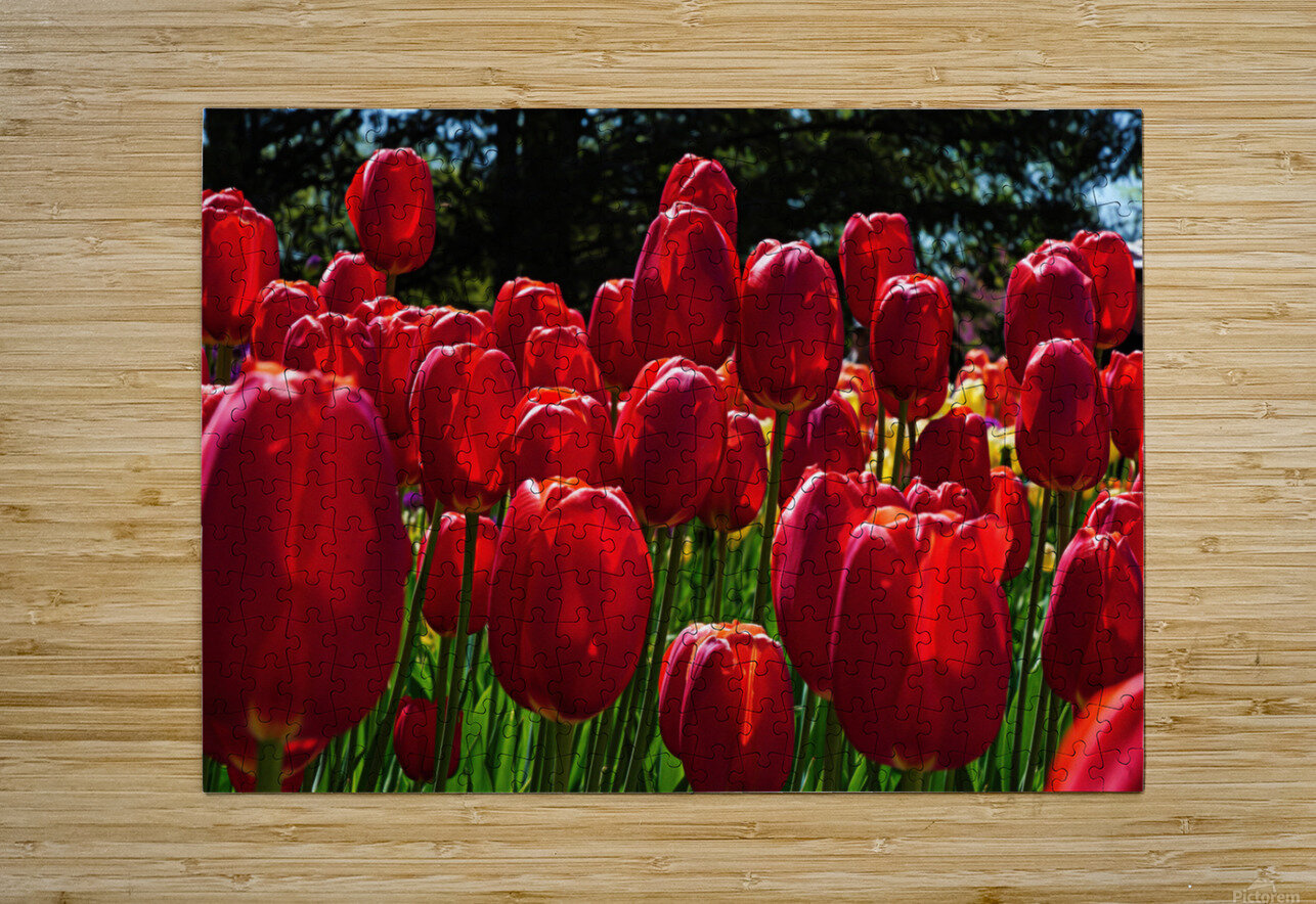 Red tulip parade   HD Metal print with Floating Frame on Back
