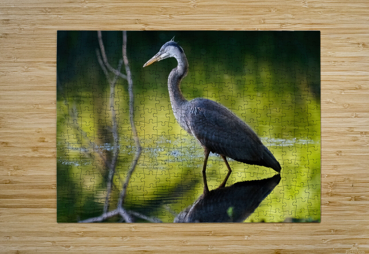Heron on the Hunt  HD Metal print with Floating Frame on Back