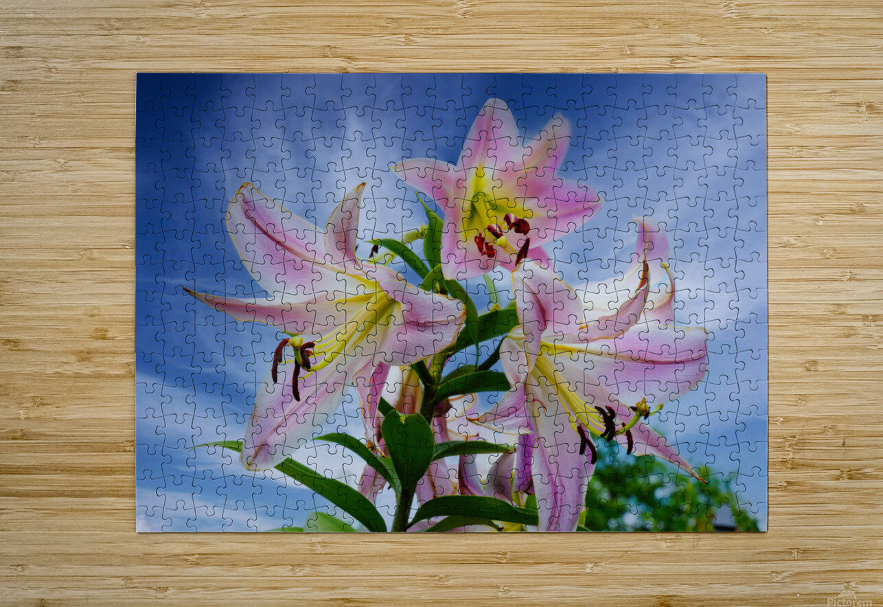 Lucious Lily  HD Metal print with Floating Frame on Back