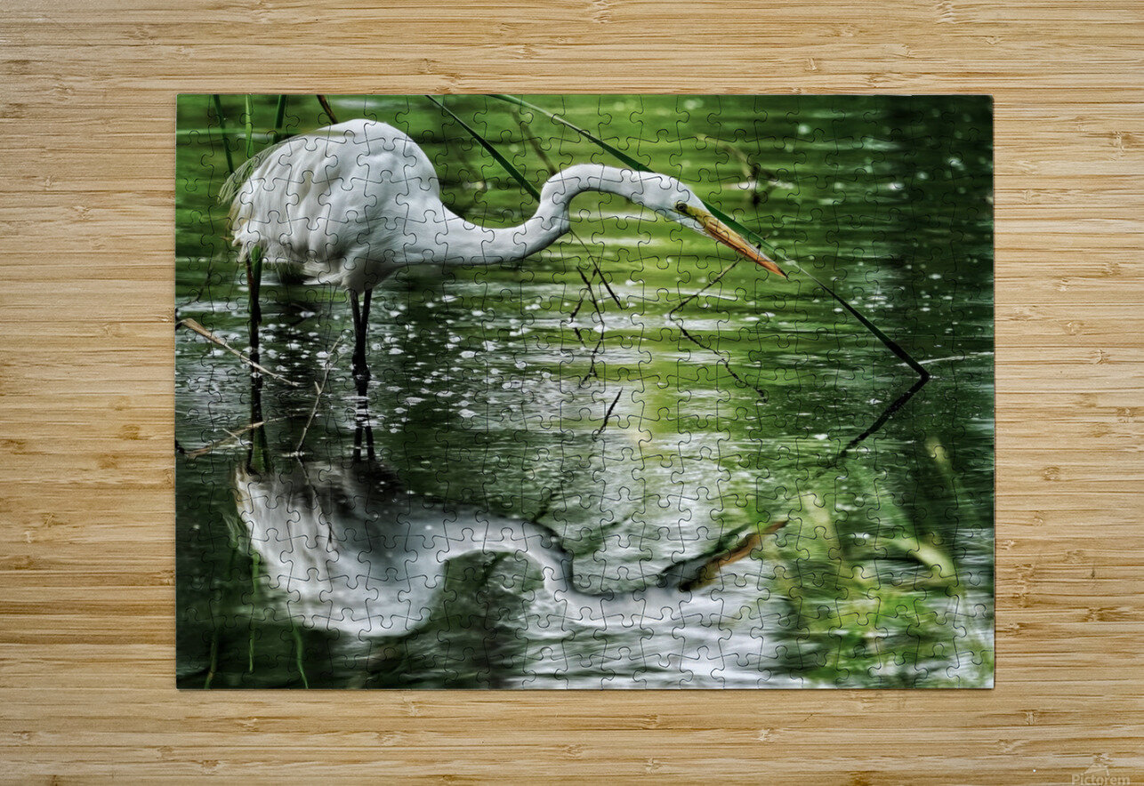 Feeding Egret  HD Metal print with Floating Frame on Back
