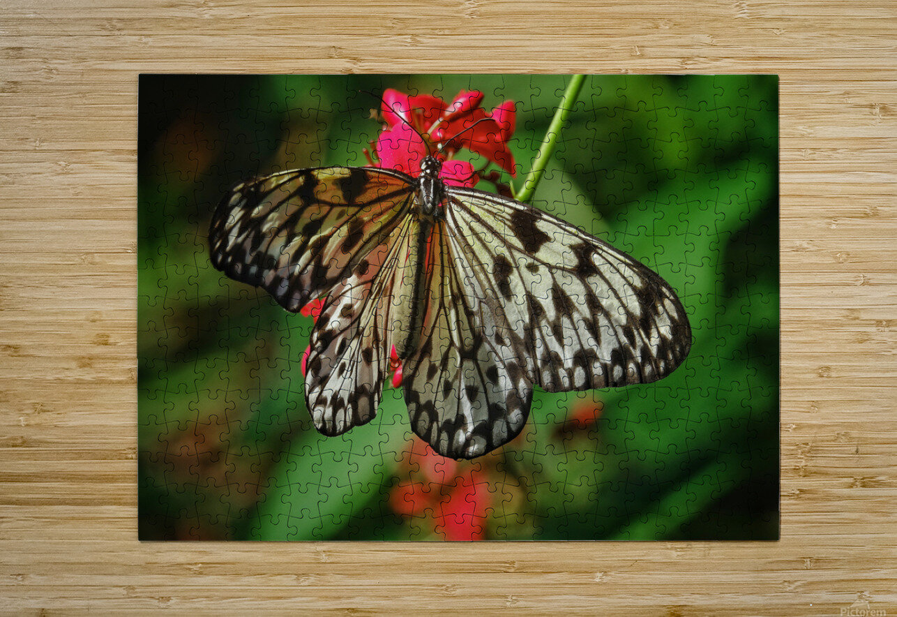 Paper kite butterfly  HD Metal print with Floating Frame on Back