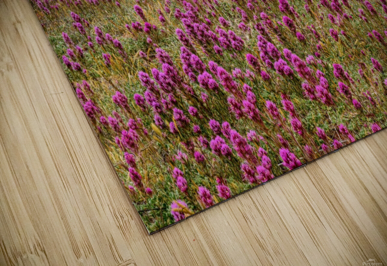 Clover Fields in Sedona HD Sublimation Metal print