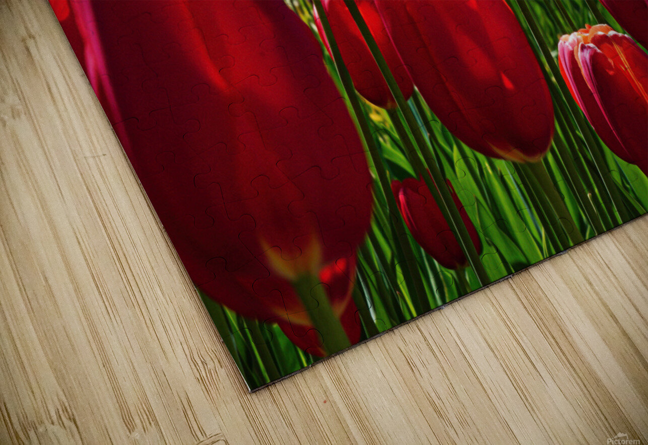 Red tulip parade  HD Sublimation Metal print