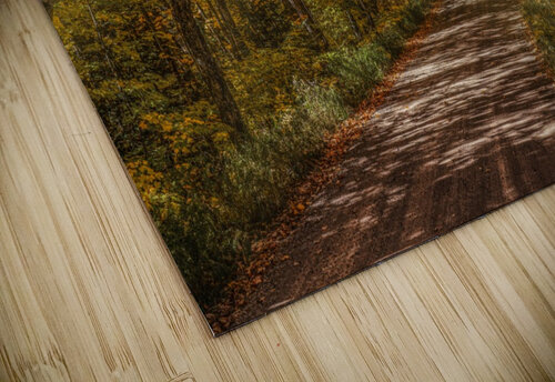 Sun Beams in Fall Color jigsaw puzzle