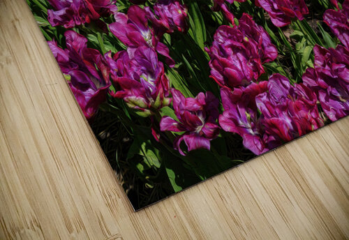 Red Tulip Mix jigsaw puzzle
