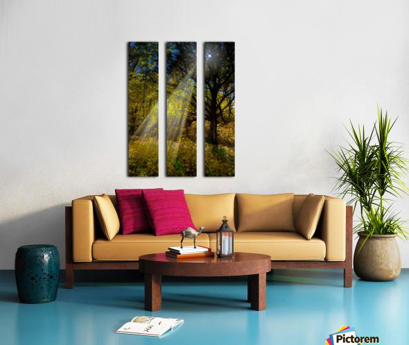 Forest Beams  Split Canvas print